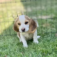Samantha, a female Beagle for sale in Chico, TX – Photo 4 of 5