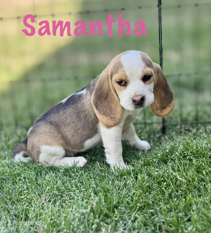 Samantha – Beagle puppy for sale in Chico, TX