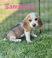 Samantha, a female Beagle for sale in Chico, TX – Photo 1 of 5