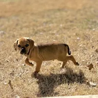 Gavin, a male Puggle for sale in Chico, TX – Photo 2 of 4