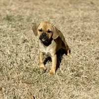 Gavin, a male Puggle for sale in Chico, TX – Photo 3 of 4