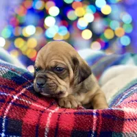 Gavin, a male Puggle for sale in Chico, TX – Photo 4 of 4