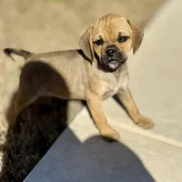 Gavin, a male Puggle for sale in Chico, TX – Photo 1 of 4