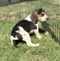 Samson , a male Beagle for sale in Chico, TX – Photo 2 of 6