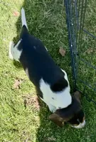 Samson , a male Beagle for sale in Chico, TX – Photo 5 of 6