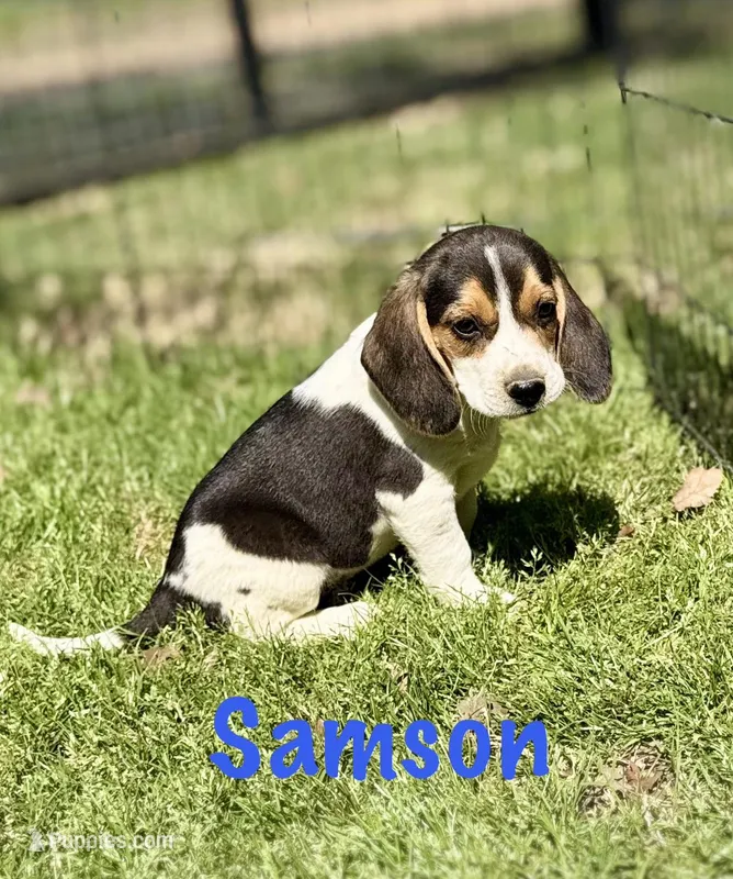 Samson  – Beagle puppy for sale in Chico, TX