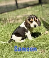 Samson , a male Beagle for sale in Chico, TX – Photo 1 of 6