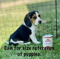 Samson , a male Beagle for sale in Chico, TX – Photo 6 of 6