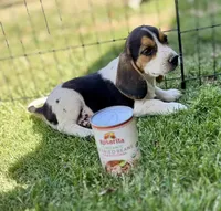 Samson , a male Beagle for sale in Chico, TX – Photo 4 of 6