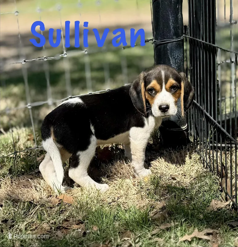 Sullivan  – Beagle puppy for sale in Chico, TX