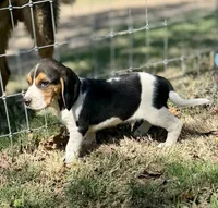 Sullivan , a male Beagle for sale in Chico, TX – Photo 4 of 5