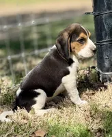 Sullivan , a male Beagle for sale in Chico, TX – Photo 3 of 5