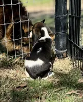 Sullivan , a male Beagle for sale in Chico, TX – Photo 5 of 5