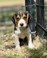 Sullivan , a male Beagle for sale in Chico, TX – Photo 2 of 5
