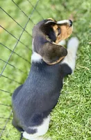 Sariah, a female Beagle for sale in Chico, TX – Photo 5 of 7