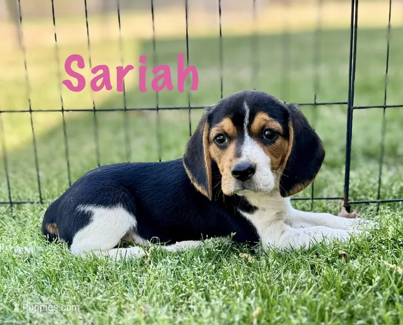 Sariah – Beagle puppy for sale in Chico, TX
