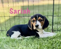 Sariah, a female Beagle for sale in Chico, TX – Photo 1 of 7