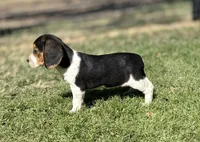 Sariah, a female Beagle for sale in Chico, TX – Photo 2 of 7