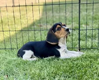 Sariah, a female Beagle for sale in Chico, TX – Photo 4 of 7