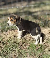 Sariah, a female Beagle for sale in Chico, TX – Photo 6 of 7