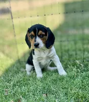 Sariah, a female Beagle for sale in Chico, TX – Photo 3 of 7