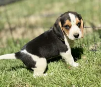 Sebastian , a male Beagle for sale in Chico, TX – Photo 4 of 6