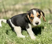 Sebastian , a male Beagle for sale in Chico, TX – Photo 2 of 6