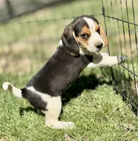 Sebastian , a male Beagle for sale in Chico, TX – Photo 5 of 6