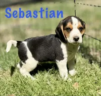 Sebastian , a male Beagle for sale in Chico, TX – Photo 1 of 6