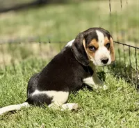 Sebastian , a male Beagle for sale in Chico, TX – Photo 3 of 6