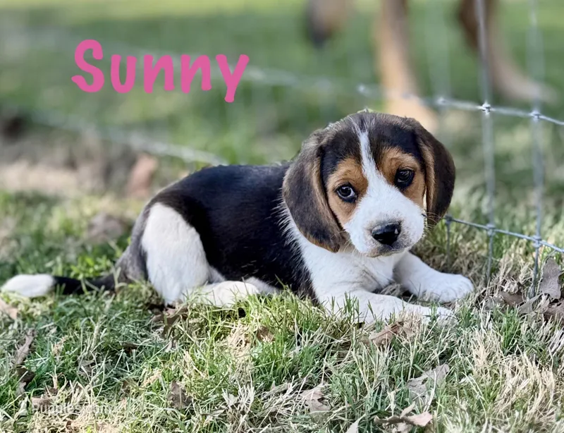 Sunny – Beagle puppy for sale in Chico, TX