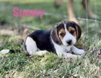 Sunny, a female Beagle for sale in Chico, TX – Photo 1 of 7