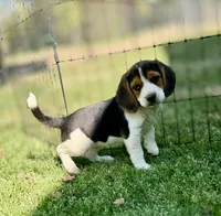 Sunny, a female Beagle for sale in Chico, TX – Photo 7 of 7