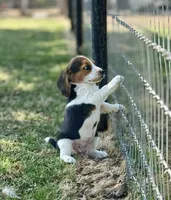 Sunny, a female Beagle for sale in Chico, TX – Photo 3 of 7