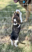 Sunny, a female Beagle for sale in Chico, TX – Photo 2 of 7