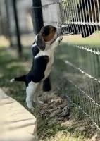 Sunny, a female Beagle for sale in Chico, TX – Photo 4 of 7