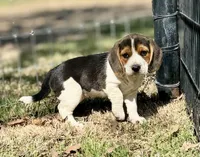 Sunny, a female Beagle for sale in Chico, TX – Photo 5 of 7