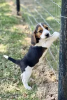 Sunny, a female Beagle for sale in Chico, TX – Photo 6 of 7