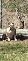 Rosy , a female American Bully for sale in Fort Worth, TX – 5 of 5