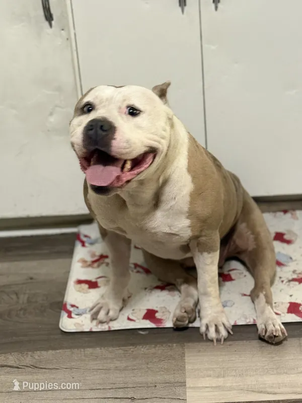 Rosy  – American Bully puppy for sale in Fort Worth, TX