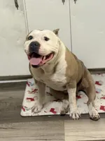 Rosy , a female American Bully for sale in Fort Worth, TX – 1 of 5