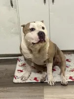 Rosy , a female American Bully for sale in Fort Worth, TX – 4 of 5