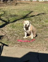 Rosy , a female American Bully for sale in Fort Worth, TX – 3 of 5