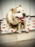 Rosy , a female American Bully for sale in Fort Worth, TX – 2 of 5