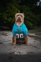 Ms.Gin, a female American Bully for sale in West Palm Beach, FL – Photo 6 of 8