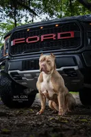 Ms.Gin, a female American Bully for sale in West Palm Beach, FL – Photo 7 of 8