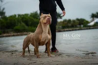 Ms.Gin, a female American Bully for sale in West Palm Beach, FL – Photo 3 of 8