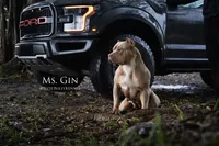 Ms.Gin, a female American Bully for sale in West Palm Beach, FL – Photo 5 of 8