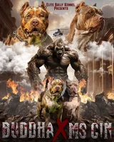 Ms.Gin, a female American Bully for sale in West Palm Beach, FL – Photo 8 of 8