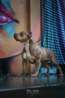 Ms.Gin, a female American Bully for sale in West Palm Beach, FL – Photo 2 of 8